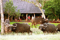 Tangala Safari Camp