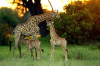 Tanda Tula Safari Camp