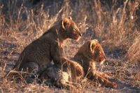Kuname River Lodge