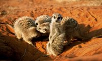 Tswalu Kalahari Reserve