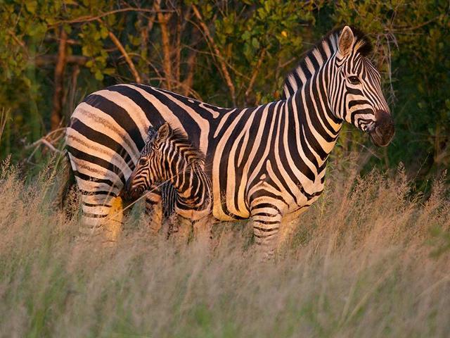 Thaba Manzi Ranch in Magaliesburg - ProPortal
