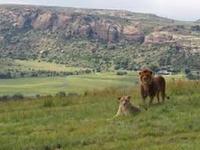 Lionsrock