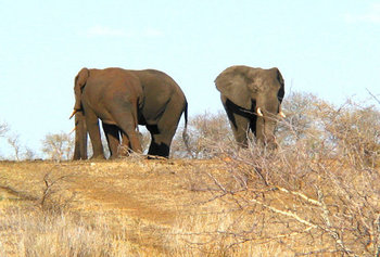 Ndabushi Bushveld Retreat in Hoedspruit