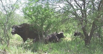 Warthog Rest Lodge in Hoedspruit
