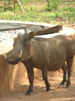 Warthog Rest Lodge in Hoedspruit