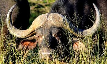 Warthog Rest Lodge in Hoedspruit