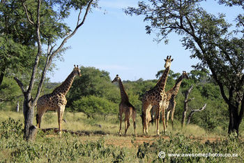Warthog Rest Lodge in Hoedspruit