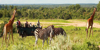 Motswari Private Game Reserve in Hoedspruit