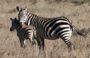 Mahlahla Game Lodge in Gravelotte
