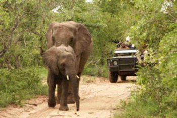Shumbalala Game Lodge in Hoedspruit