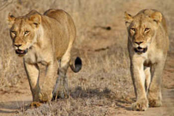 Shindzela Tented Safari Camp in Timbavati