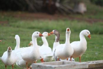 Goose Hill Wedding & Guest Farm in Bloemfontein
