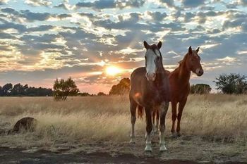 Goose Hill Wedding & Guest Farm in Bloemfontein