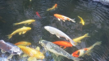 Dinkwe lodge & Guest House in Pretoria