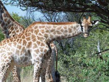 Karamoja African Bush Safari in Hartbeesfontein
