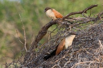 Munyweneni Bush Lodge in Hluhluwe