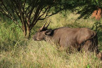Dumazulu in Hluhluwe