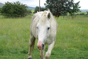 Peacehaven Guest House in Kokstad