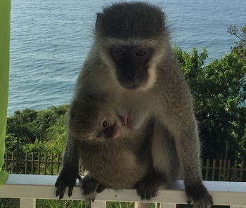 75 Cascades in Umdloti Beach