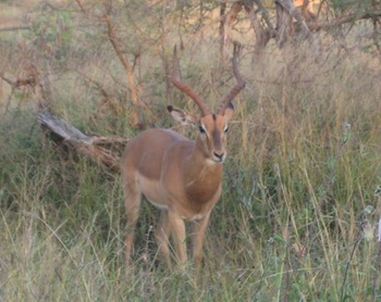 Kruger Park Retreat in Kruger National Park