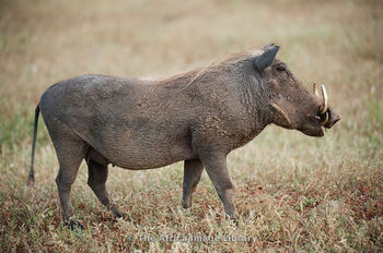 Kruger Park Retreat in Kruger National Park