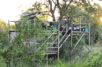 Rhino Walking Safaris in Skukuza