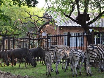 Getaway Bush in Marloth Park