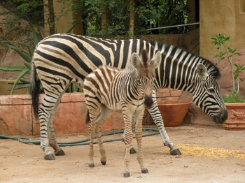 Mo Rocca Kruger in Marloth Park