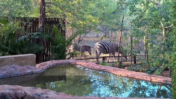 Mo Rocca Kruger in Marloth Park