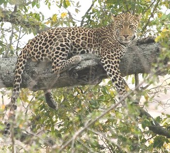 Mo Rocca Kruger in Marloth Park