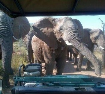 Mo Rocca Kruger in Marloth Park