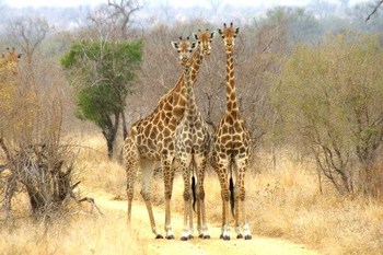 Mo Rocca Kruger in Marloth Park