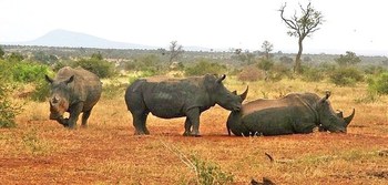 Mo Rocca Kruger in Marloth Park