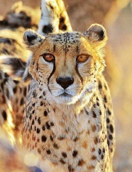 Mo Rocca Kruger in Marloth Park