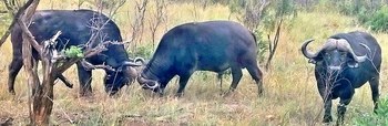 Mo Rocca Kruger in Marloth Park