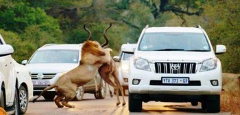 Mo Rocca Kruger in Marloth Park