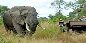 Nottens Bush Camp in Sabi Sand Game Reserve