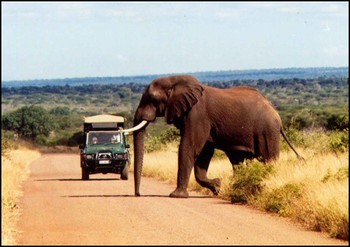 Bushwise Safaris in Kruger National Park