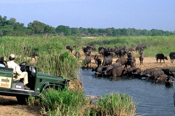 MalaMala Game Reserve in Kruger National Park