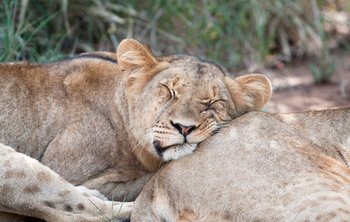 Makalali Private Game Lodge in Hoedspruit