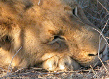 Lowveld Lodge- First Resorts in White River