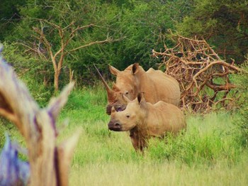 Buffalo Thorn Lodge in Pilanesberg National Park