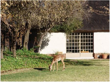 Ukutula Lodge and walking with Lions in Brits