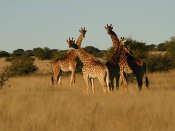 Iwamanzi Game Lodge in Koster